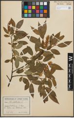 Foto von Salix pentandra L.